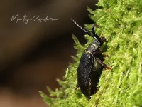Torren [Coleoptera]
